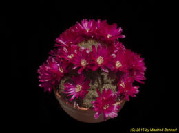 Sulcorebutia tiraquensis Form Julpe G223 2010 